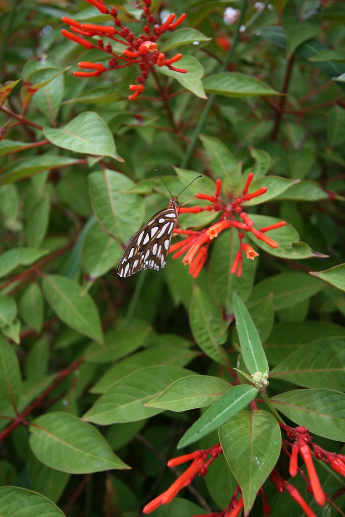 Firebush Firebush is a native Florida plant that blooms