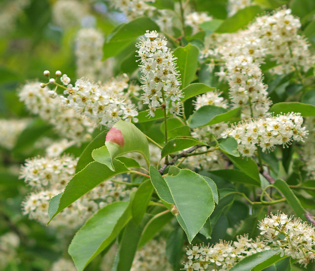 Tree blossoms Prunus serotina, commonly called Black Cherry, Wild Black Cherry, Rum Cherry, or