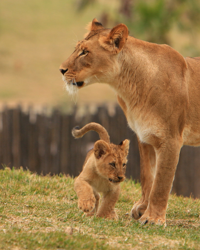 Lions & Lion Cubs Lion Camp; Lion Cubs San Diego Wild Anim… Flickr