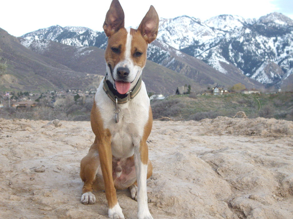 IMGP7767 Our champion bloodline boxer/schnauzer/aussie mix… debbiew Flickr