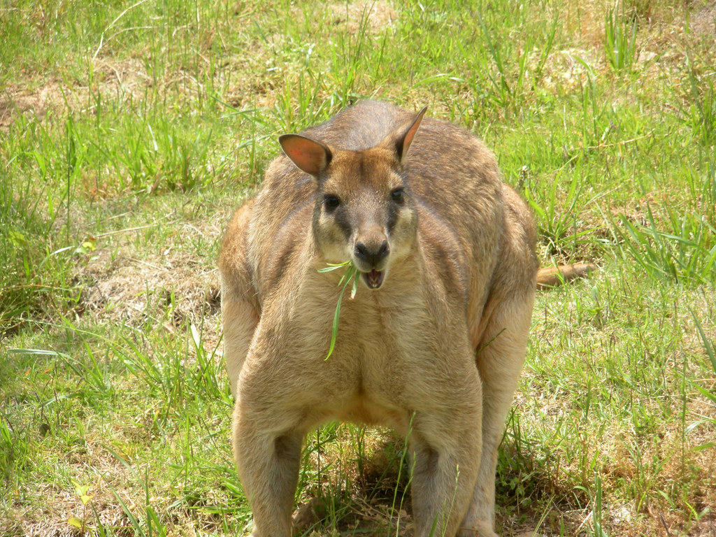 wallaby eating grass thethrillstheyyield Flickr