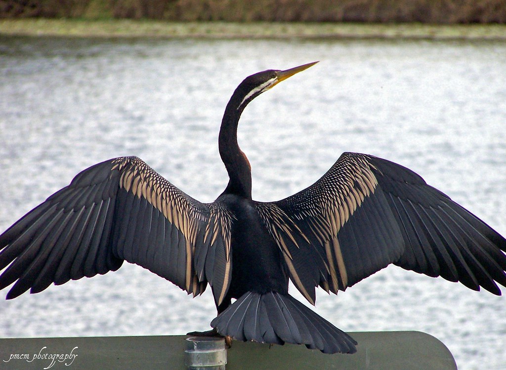 Shag.! Common Australian term for this water bird. pmcm photography