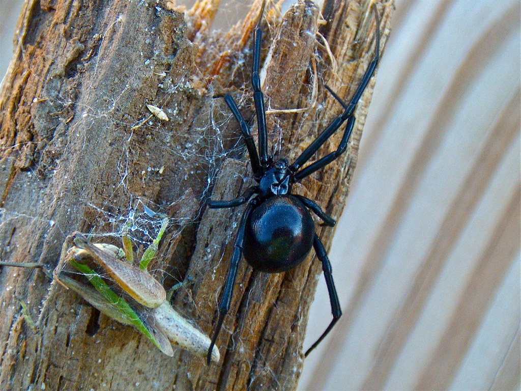 Pet Black Widow This is a black widow that someone gave me… Flickr
