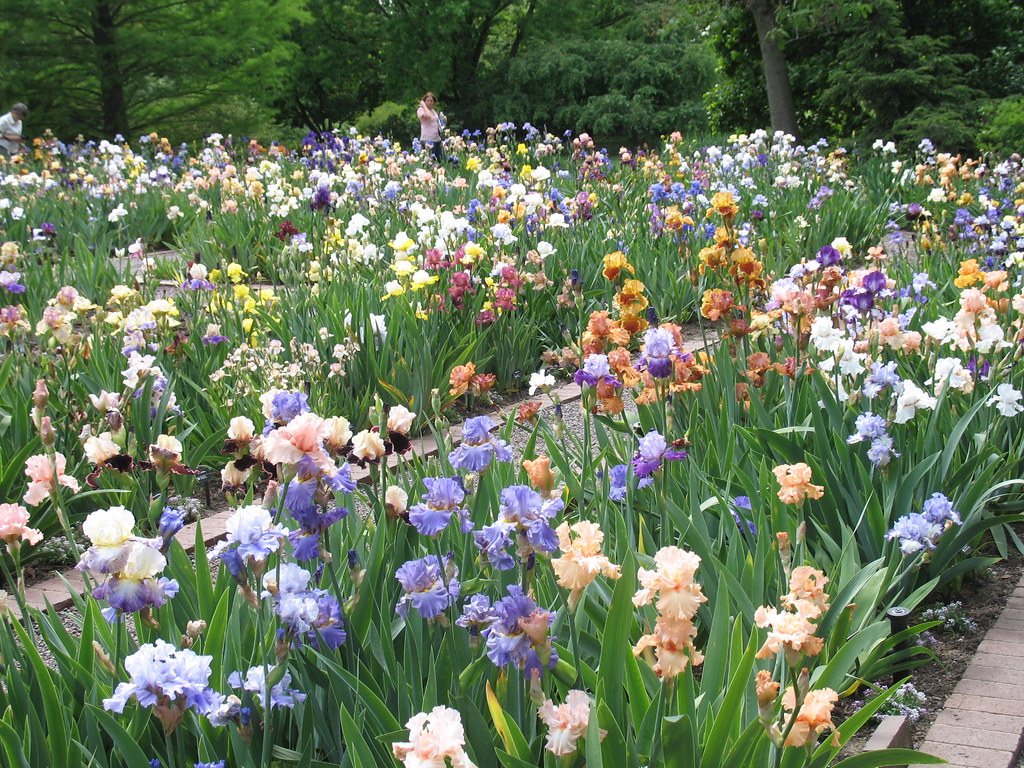 Goodman Iris Garden Goodman Iris Garden Photo credit Lisa… Flickr