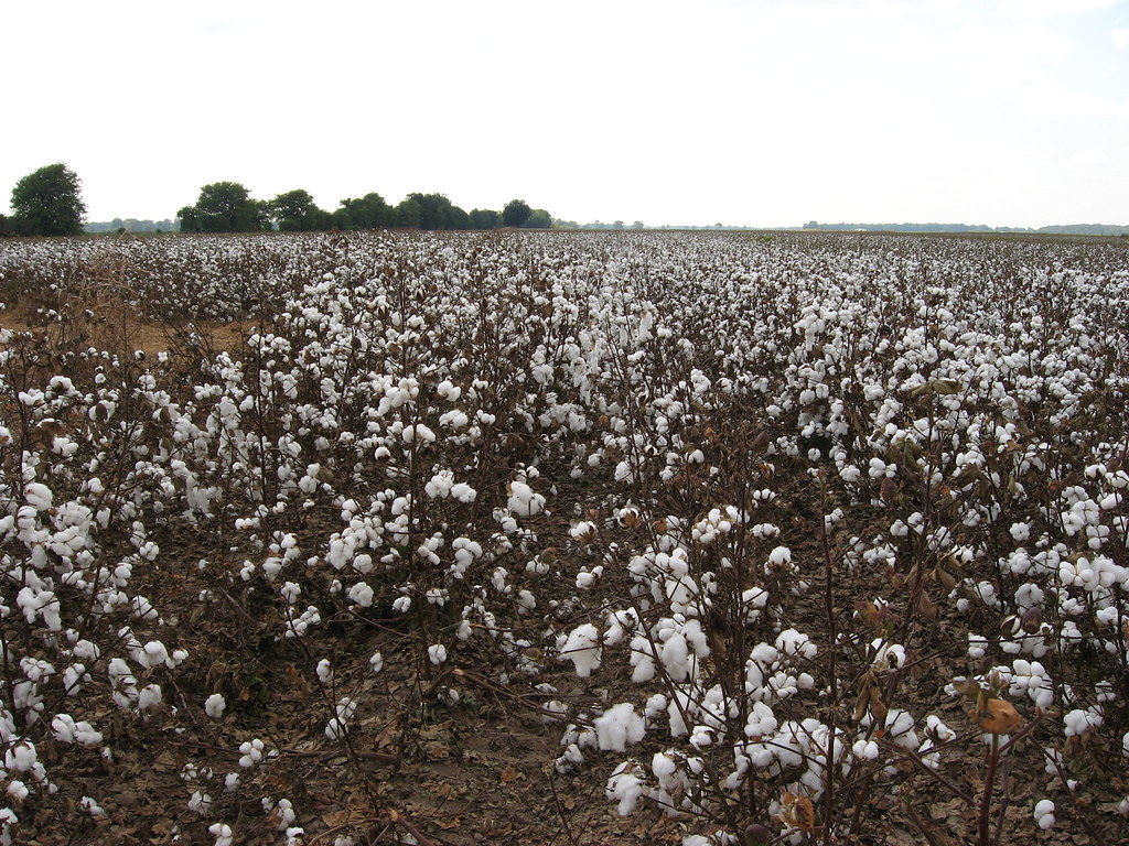 Cotton Fields, U.S. 65, Tensas Parish, Louisiana (7) Flickr