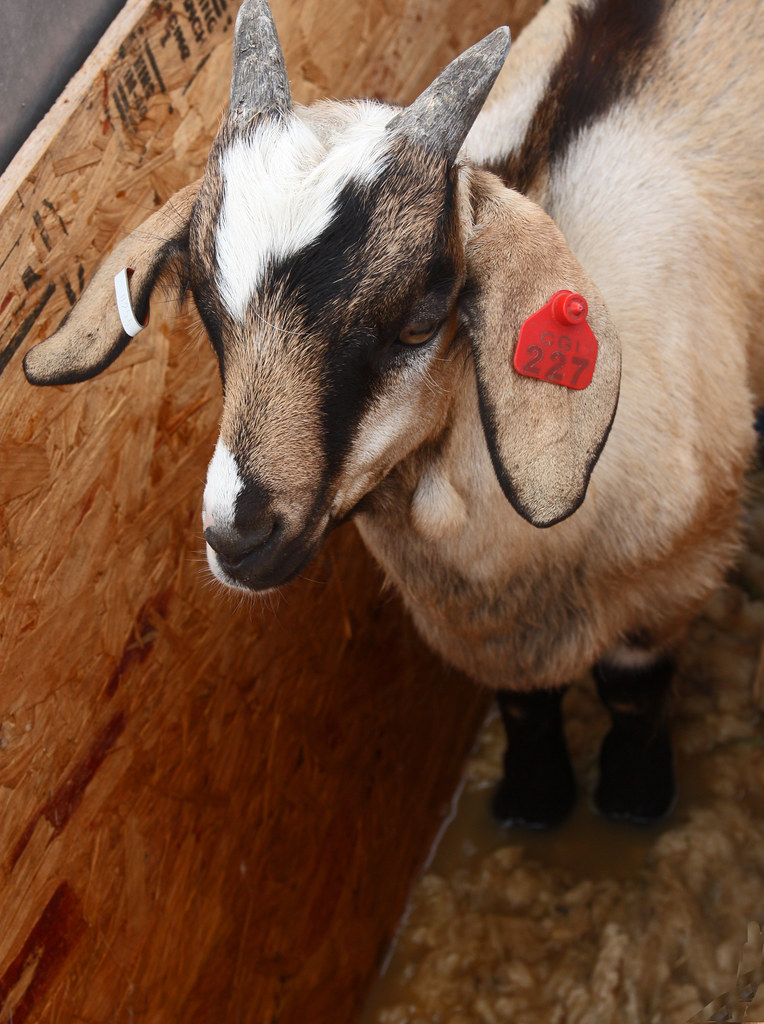 Foot bath To prevent hoof problems, this goat is standing … Flickr