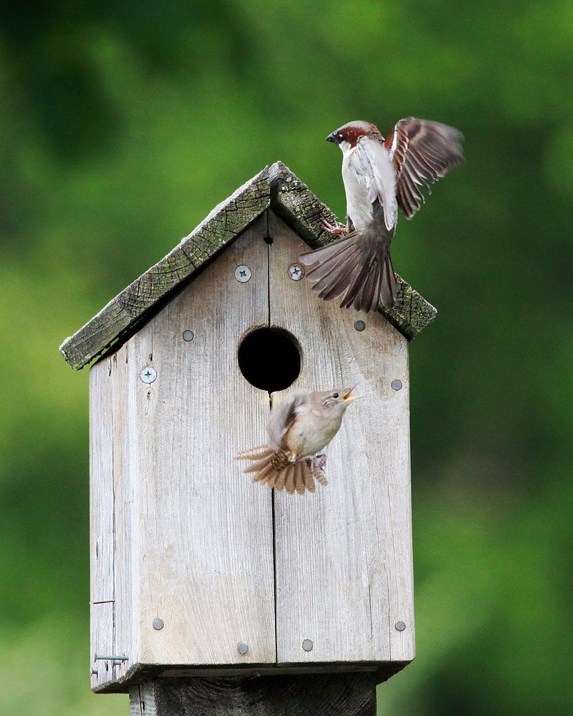 Wren vs Sparrow IMG_6156a This little house wren keeps get… Flickr
