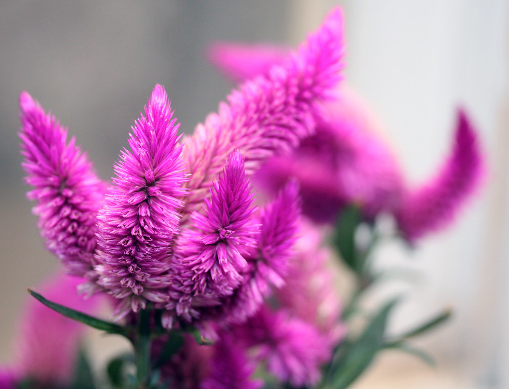 Purple Cattail Blooms, Early Morning A new plant I just go… Flickr