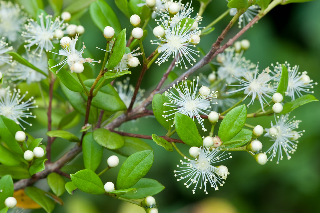 Myrcianthes fragrans (Simpson's stopper, twinberry stopper… Flickr