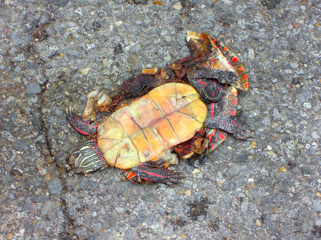 Flattened Turtle Roadkill close to Dune park jason cales Flickr