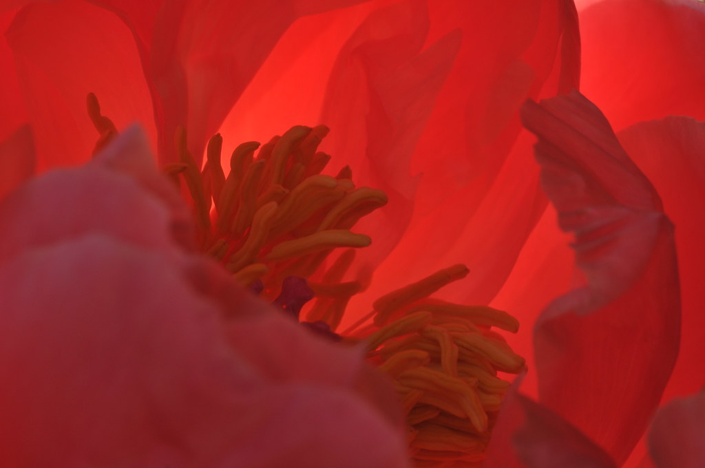 Peony Today's Costco bouquet is five peonys. When I left t… Flickr