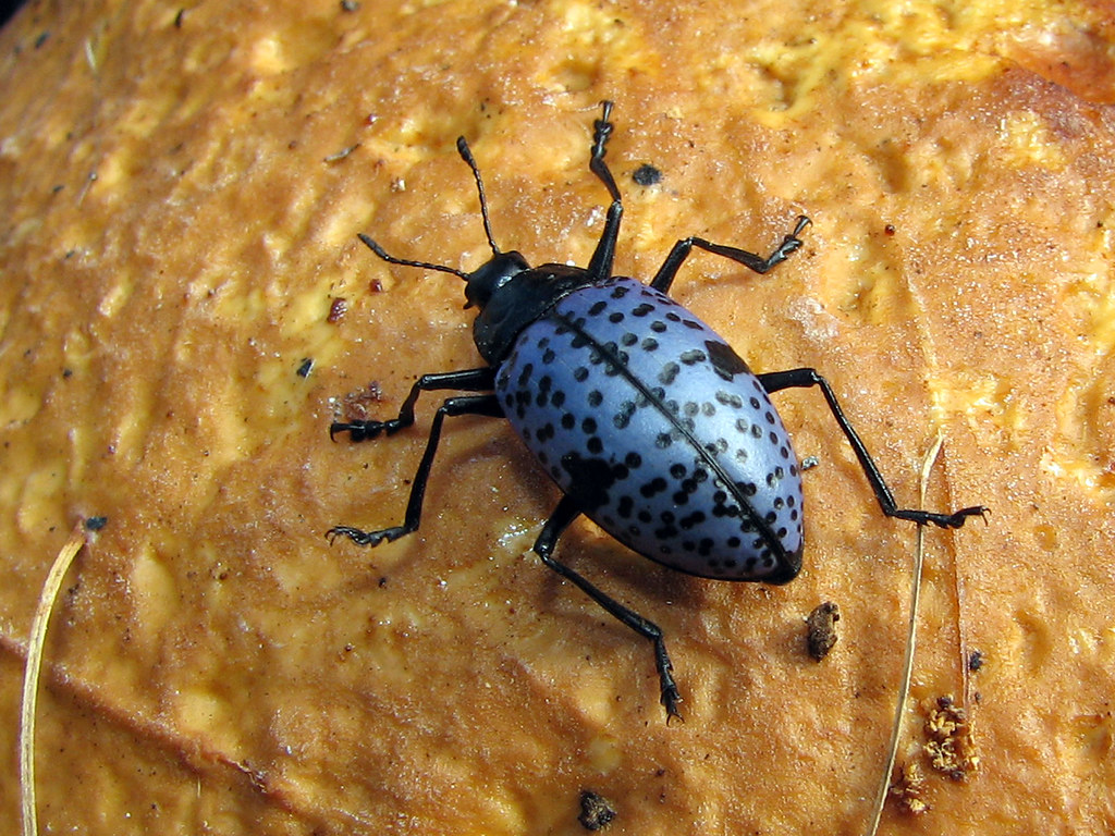 Pleasing Fungus Beetle on Mushroom Gibbifer californicus. … Flickr