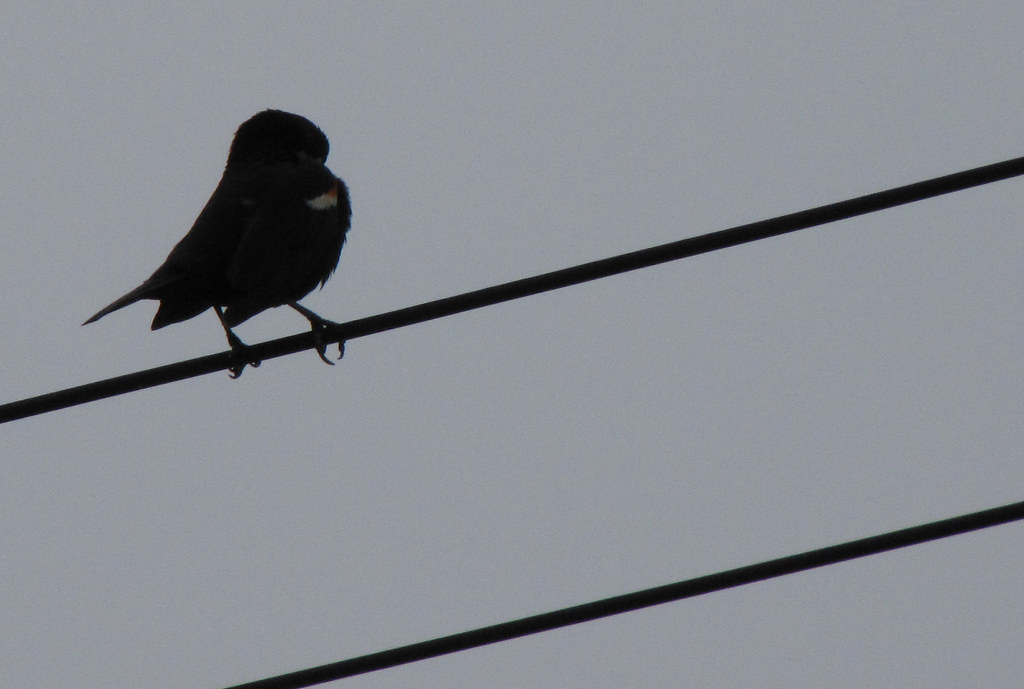 Basic bird on wire Bird on telephone wires, right before a… Flickr