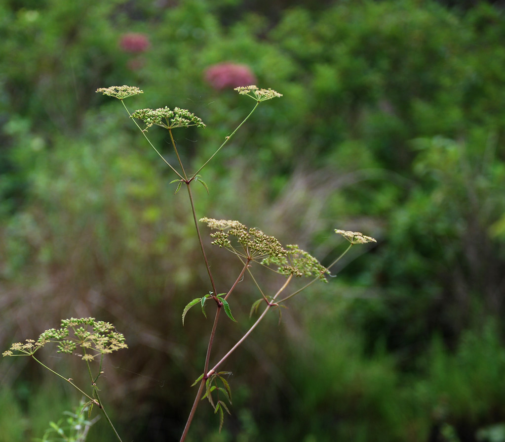 Water Hemlock Growing in the Marsh Rachel James Flickr