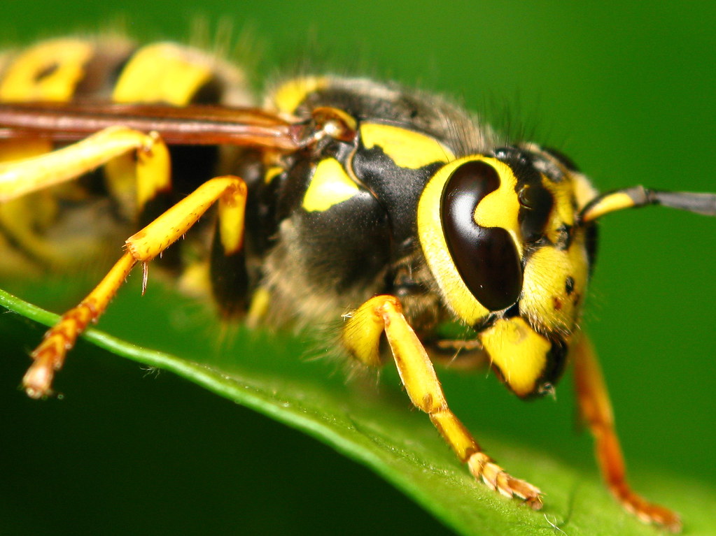Brightly colored wasp macro... Yellow on iv… Flickr