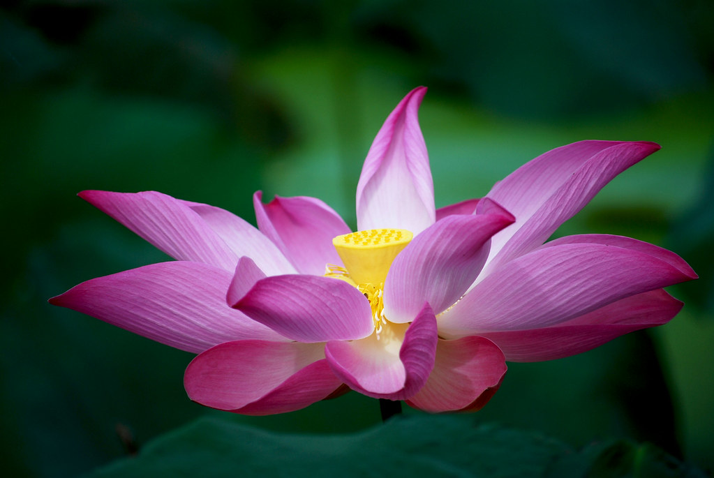 Lotus Flower The biggest and most beautiful lotus flowers … Flickr