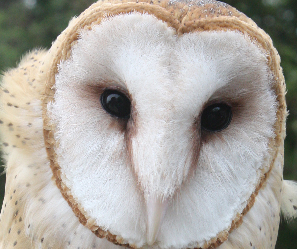 Common Barn Owl (4 of 4) The Barn Owl (Tyto alba) is the m… Flickr