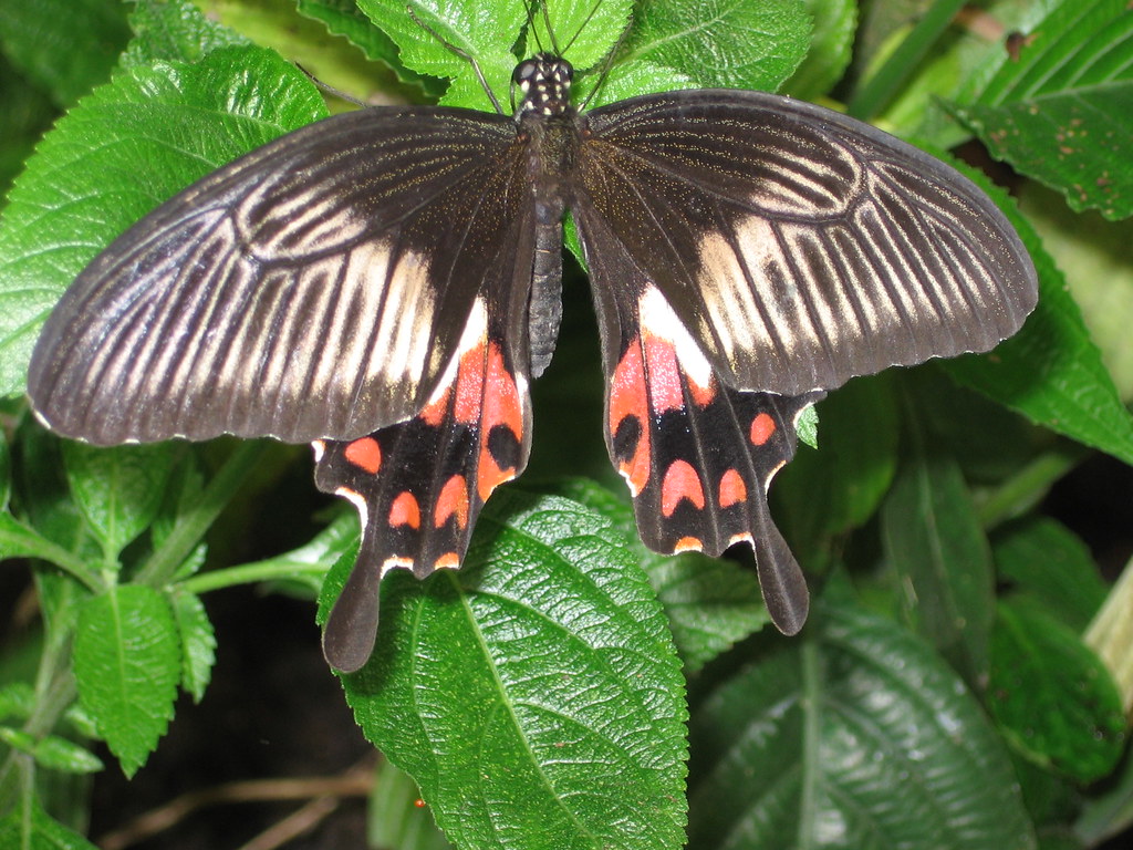 London Zoo butterfly house Anna Heath Flickr