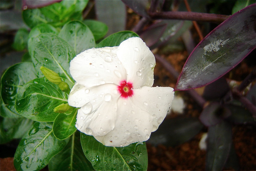 White flower with pink center Andreanna Moya Photography Flickr