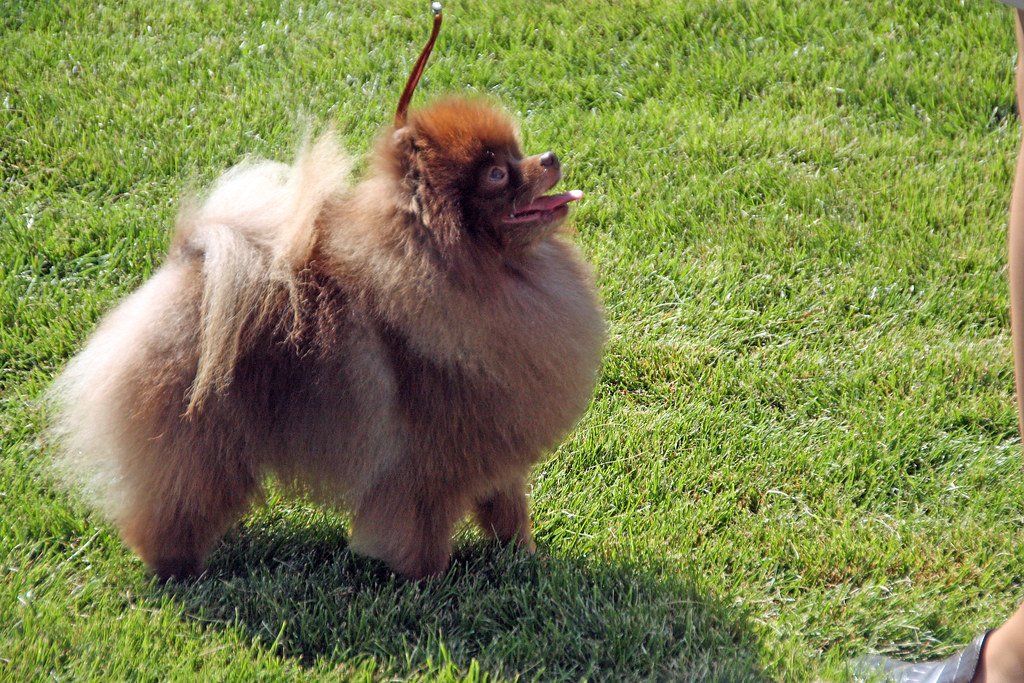 Chocolate Pomeranian. The 2009 dog show at the Walla Walla… Flickr