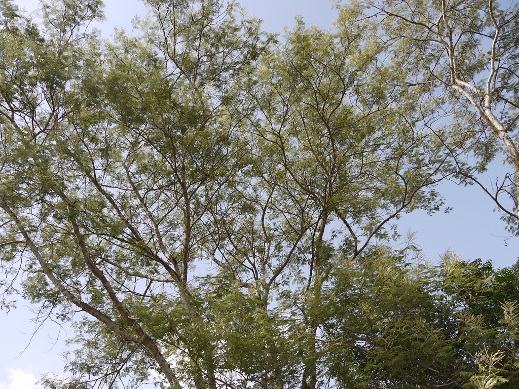 Kher (Gujarati ખેર) Fabaceae (pea, or legume family