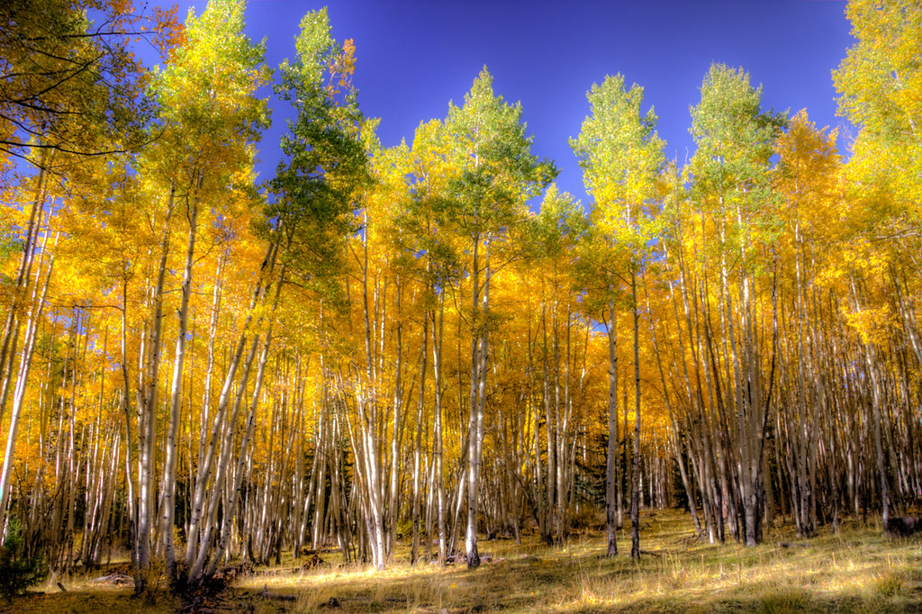 It's Aspen time! Went in search of fall colors this weeken… Flickr