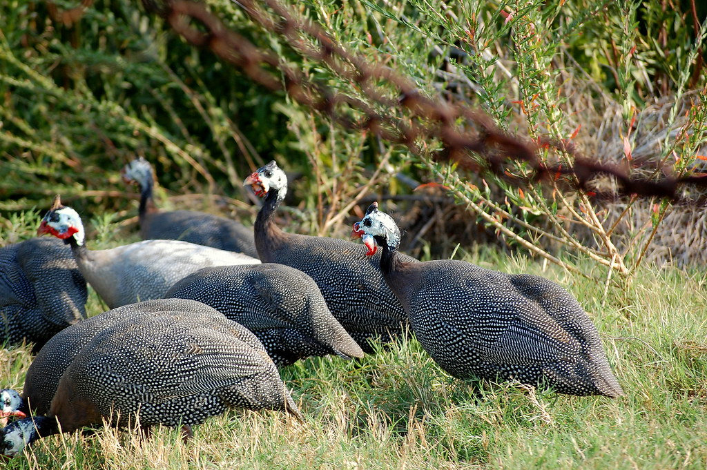 Guinea Hens Guinea Hens, Smith Point, Tx. These are at my … Flickr