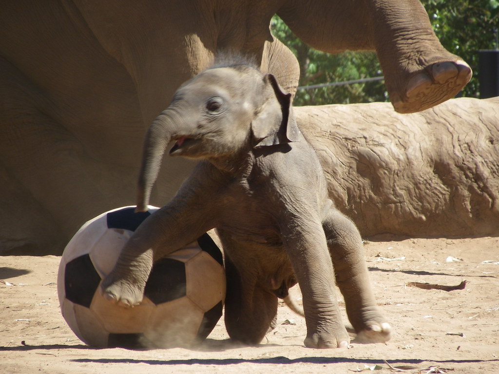 Baby Elephant playing football This is a new edition to Ta… Flickr