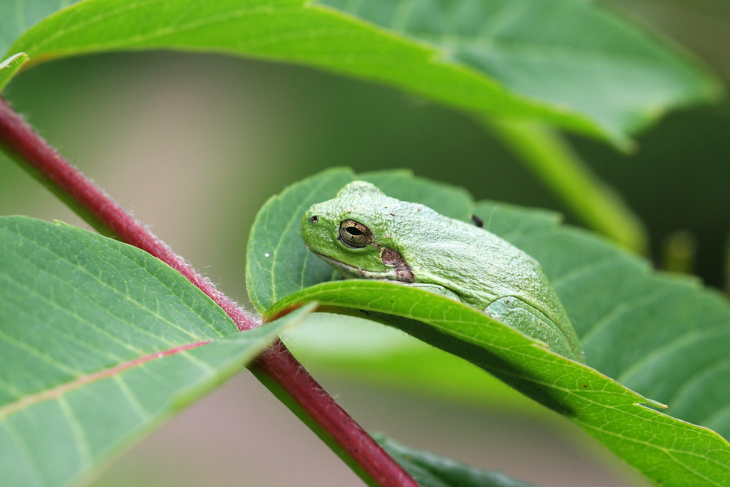Gray Tree Frog A Gray Tree Frog (Hyla versicolor) perched … Flickr