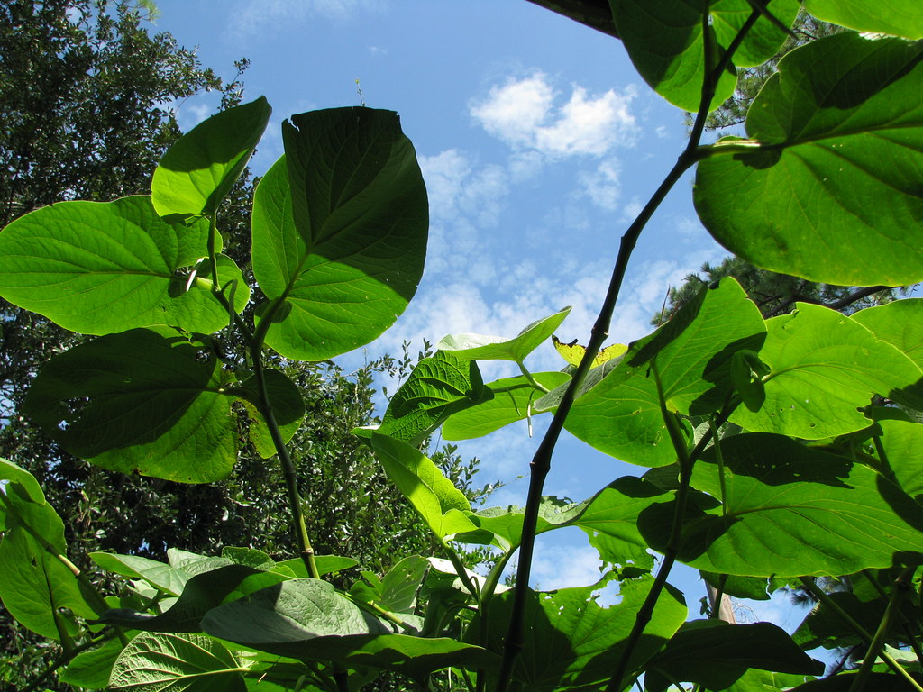 root beer plant Things are still growing tall here. This i… Flickr