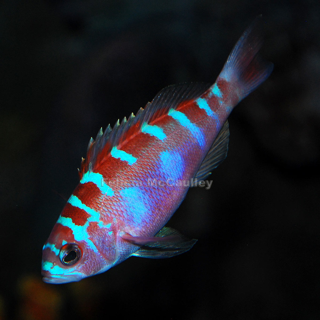 ChalkBass Felicia McCaulley Flickr