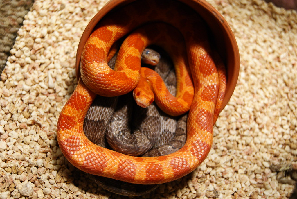 Full Grown Corn Snake