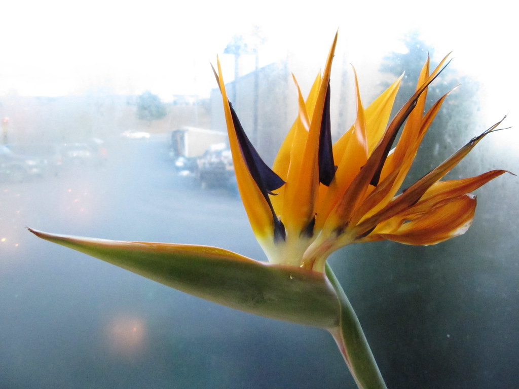 Bird of Paradise (Strelitzia reginae) Common name Bird