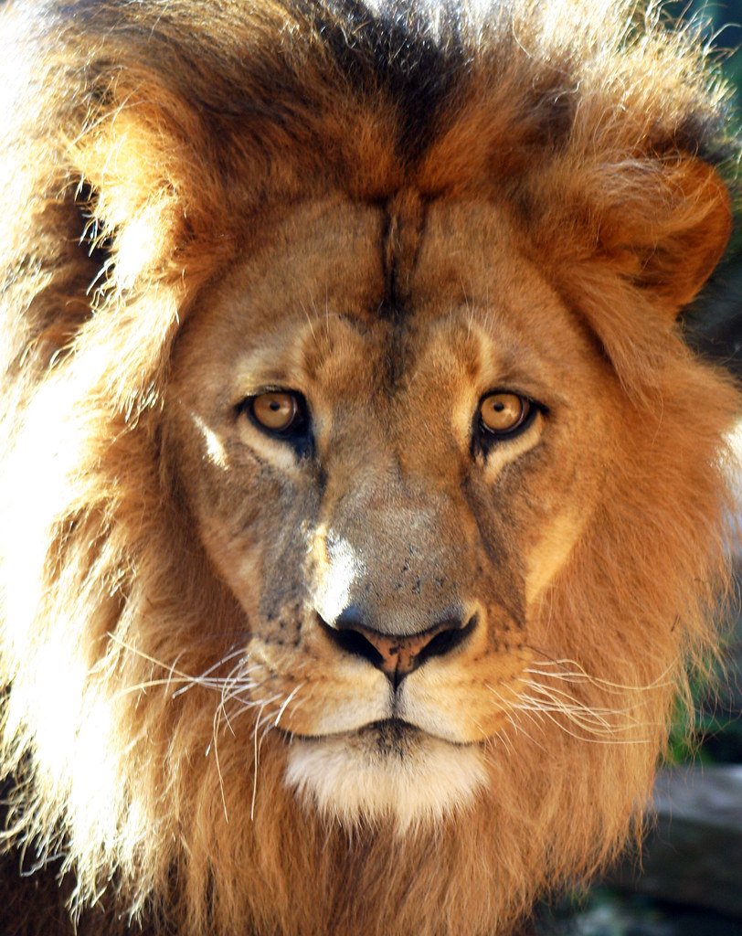 The Lion King Taken at Taronga Zoo Sydney Glen Scarborough Flickr