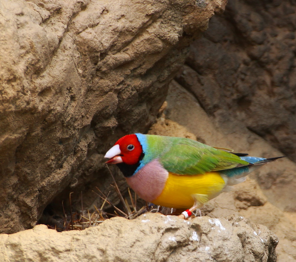 The Viewsonic Birds!! Indianapolis Zoo Indianapolis, India… Flickr