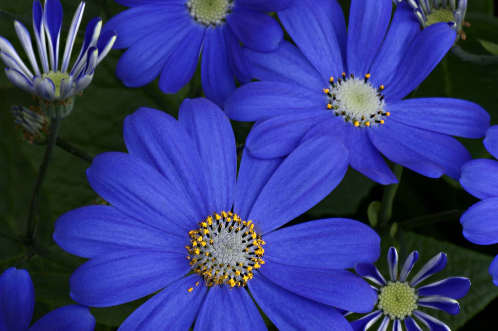 Beautiful Blue Daisy Flowers Enjoy our beautiful selection??? Flickr