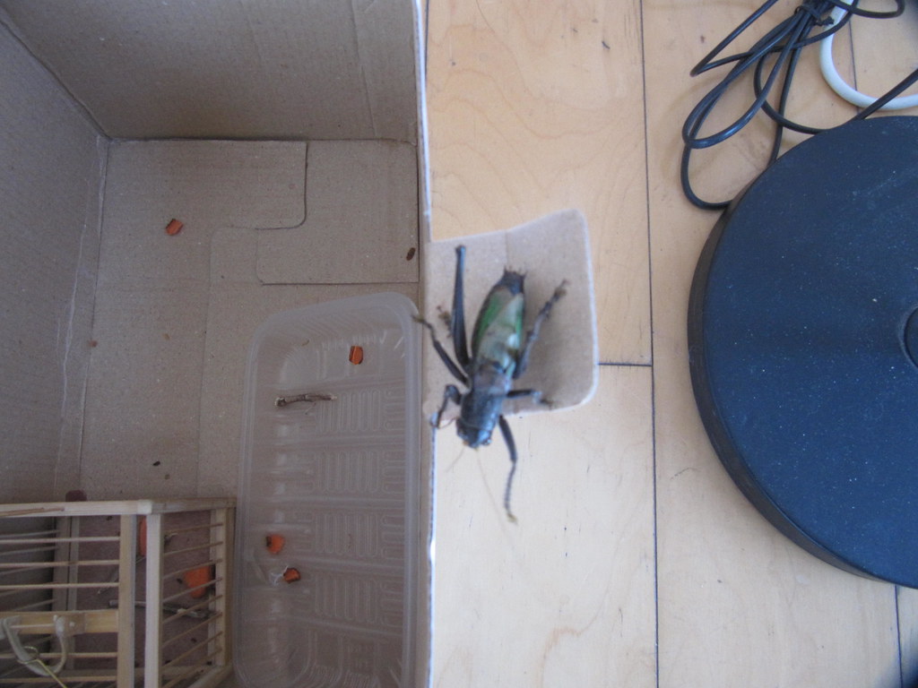 Can Crickets walk upside down? Yes! Elliot (shown here) ‘e… Flickr