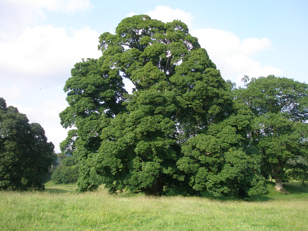 The Drumlanrig Sycamore The UK's tallest sycamore. Flickr