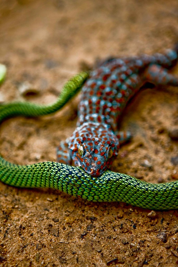 Tokay Gecko attacking a snake Whilst walking back from