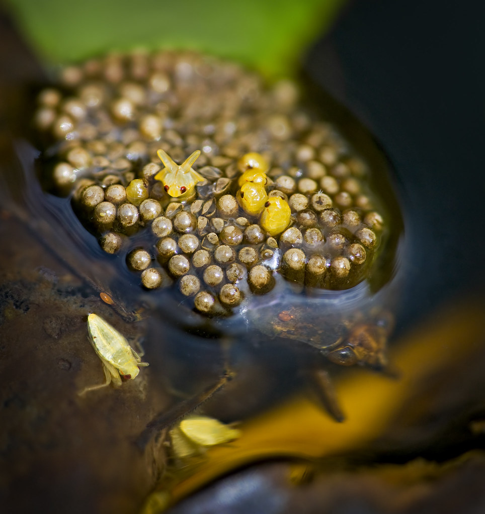 Giant Water Bug Nymphs Hatching © Jim Gilbert 2009 all rig… Flickr