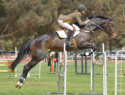 Horse at Show Show Jumping at the Loxton Show Dwayne Madden Flickr