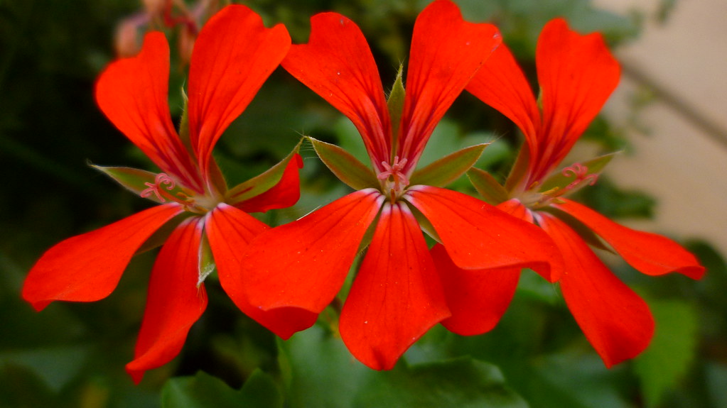 Deutsche Blumen (VIII) German flowers (VIII) Flickr