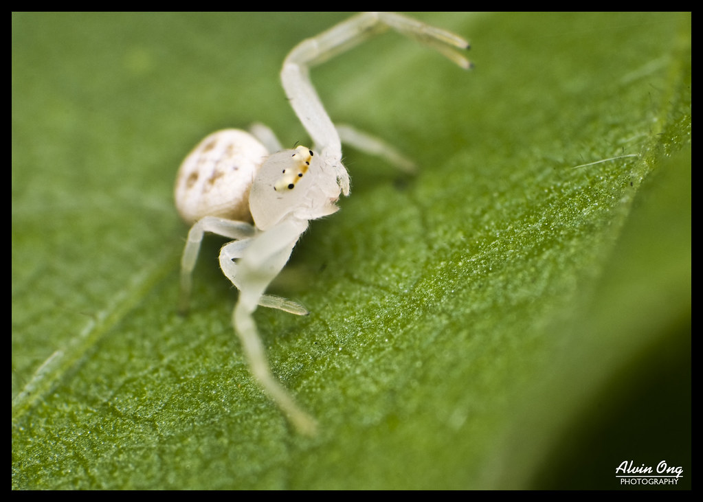 Tiny White Crab Spider (Thomisidae) Crab spiders make up t… Flickr