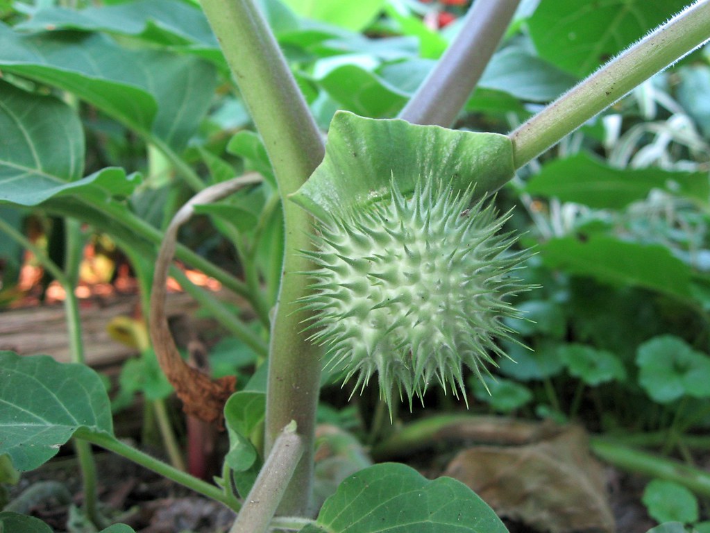 Datura Stramonium Fruit / Thorn Apple beautifulcataya Flickr