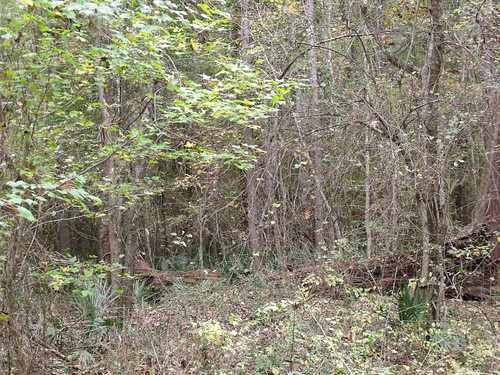 Oaky Woods WMA JENO Flickr