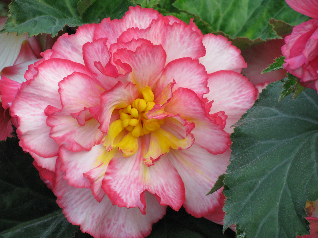 Begonia sp. (Hybrid Begonias) cultivated Cultivated hybr… Flickr