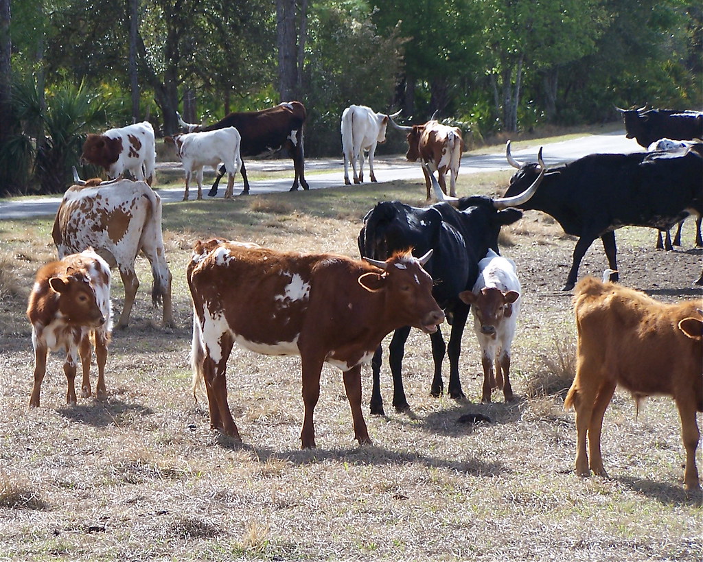 Florida "Cracker Cattle" Babcock Ranch, Florida, USA. Flor… Flickr