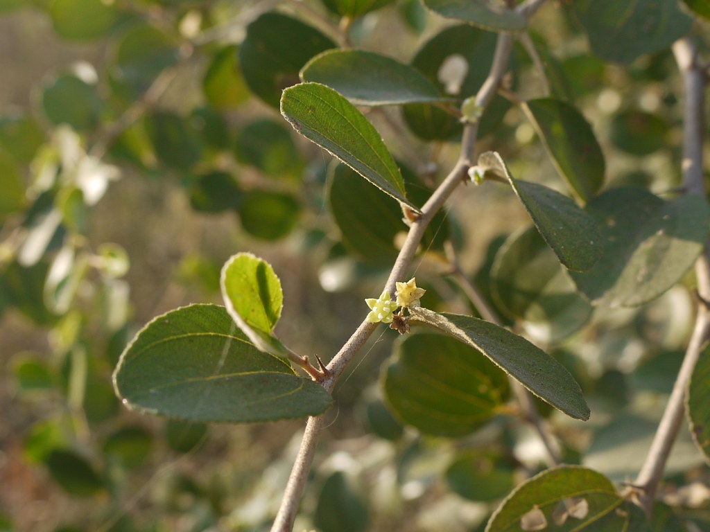 Boaarr (Konkani बॉर्र) Rhamnaceae (buckthorn family) » Zi… Flickr