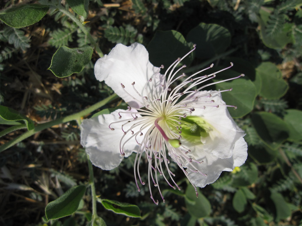 Closeup of a flowering caper bush (Capparis spinosa L.) Flickr