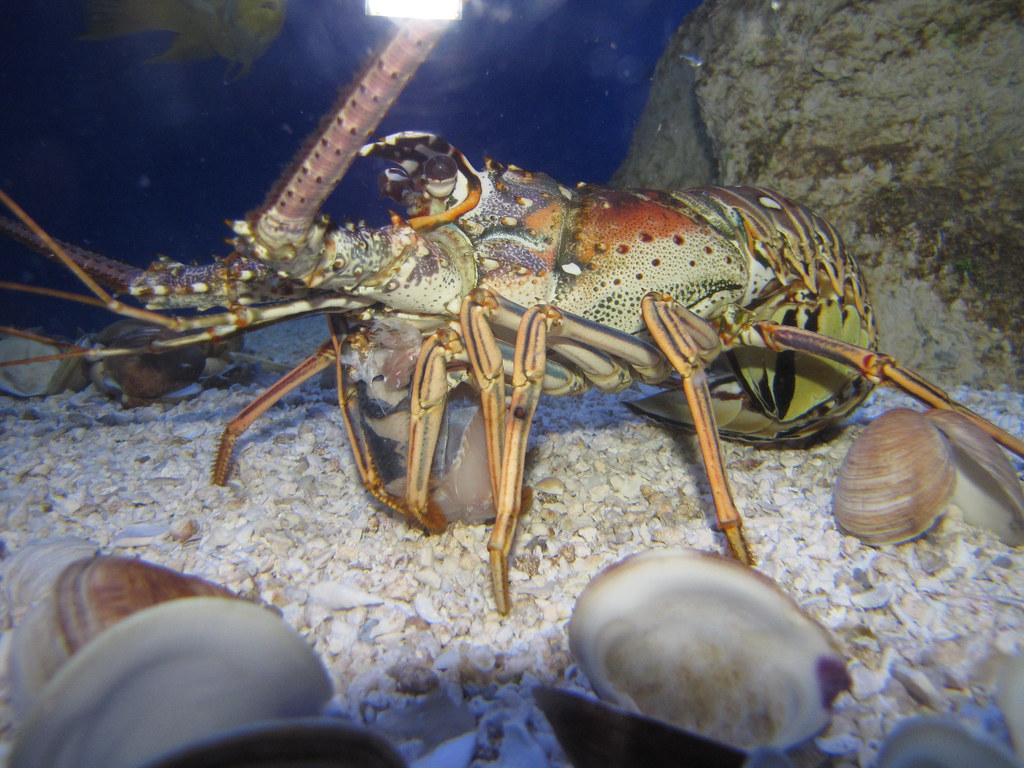 Lobster Eating a Fish firedupfairy Flickr